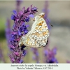 argynnis niobe akhaltsikhe in copula 1